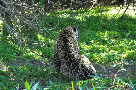 A incrível beleza da pele de onça, em barranco do rio Cuiabá, região de Porto Jofre, no final da rodovia Transpantaneira, no Pantanal Norte, no Mato Grosso